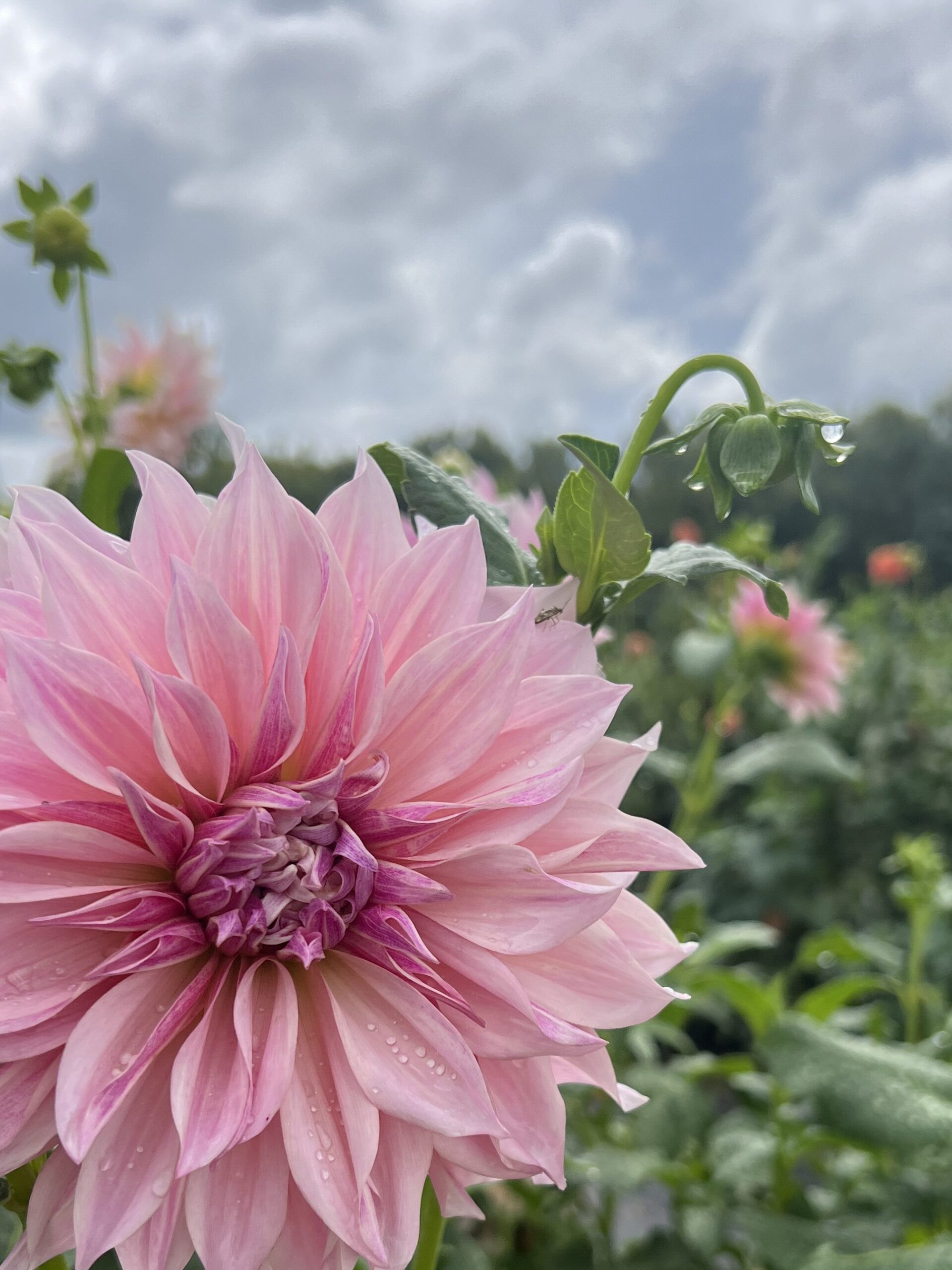 cafe au lait Dahlia make beautiful wedding flowers