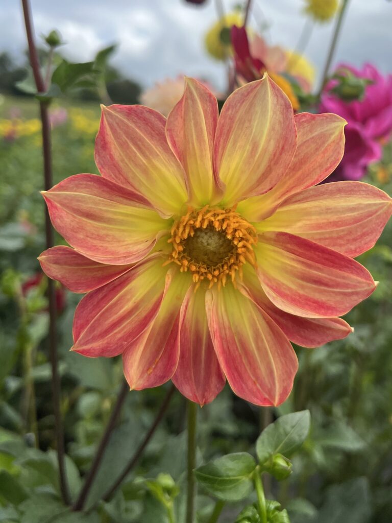 dahlias are beautiful wedding flowers